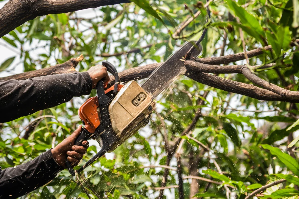 Tree Removal Near Me in Crystal Lake